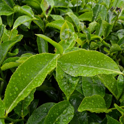 Tea tree oil